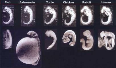 embryo-development